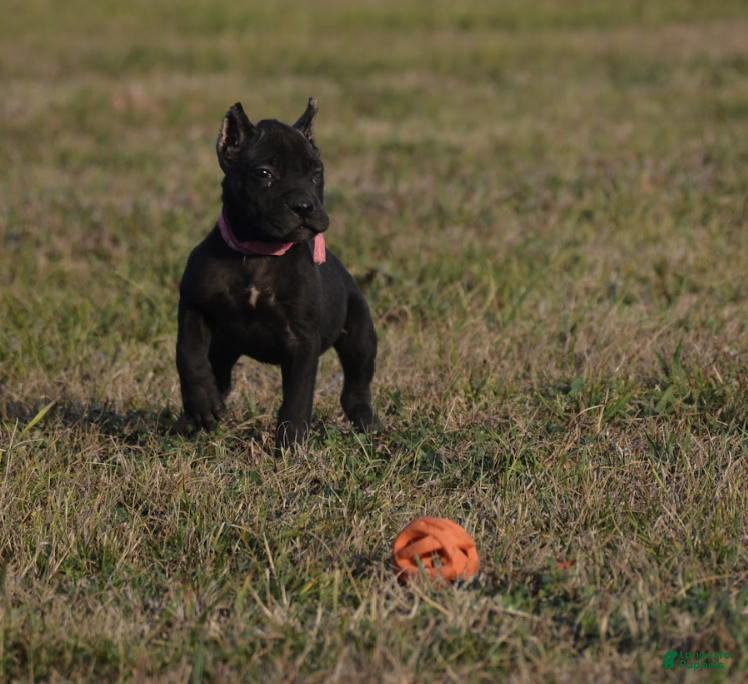 Cane Corso dogs Cane Corso Puppy 2 - Ad 1