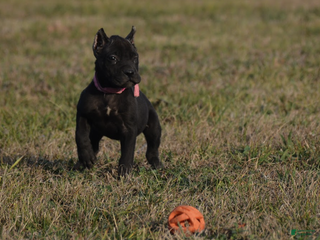 Cane Corso dogs Cane Corso Puppy 2 - Ad 4