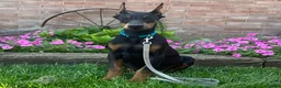 Doberman Pinscher dogs for sale: Zuri - Ad 4