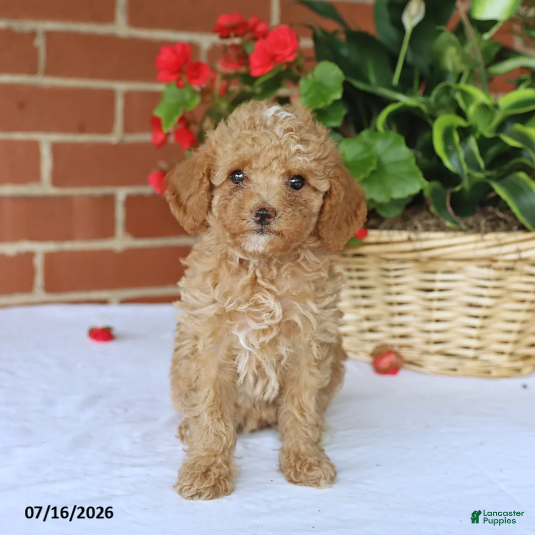 Toy Poodle dogs for sale: Tessa   - Ad 1