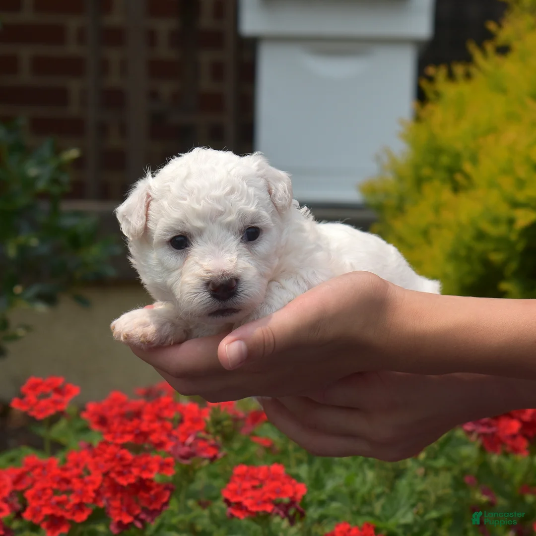Bichon Frise dogs for sale: North - Ad 1