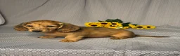 Miniature Dachshund dogs for sale: Luke - Ad 3