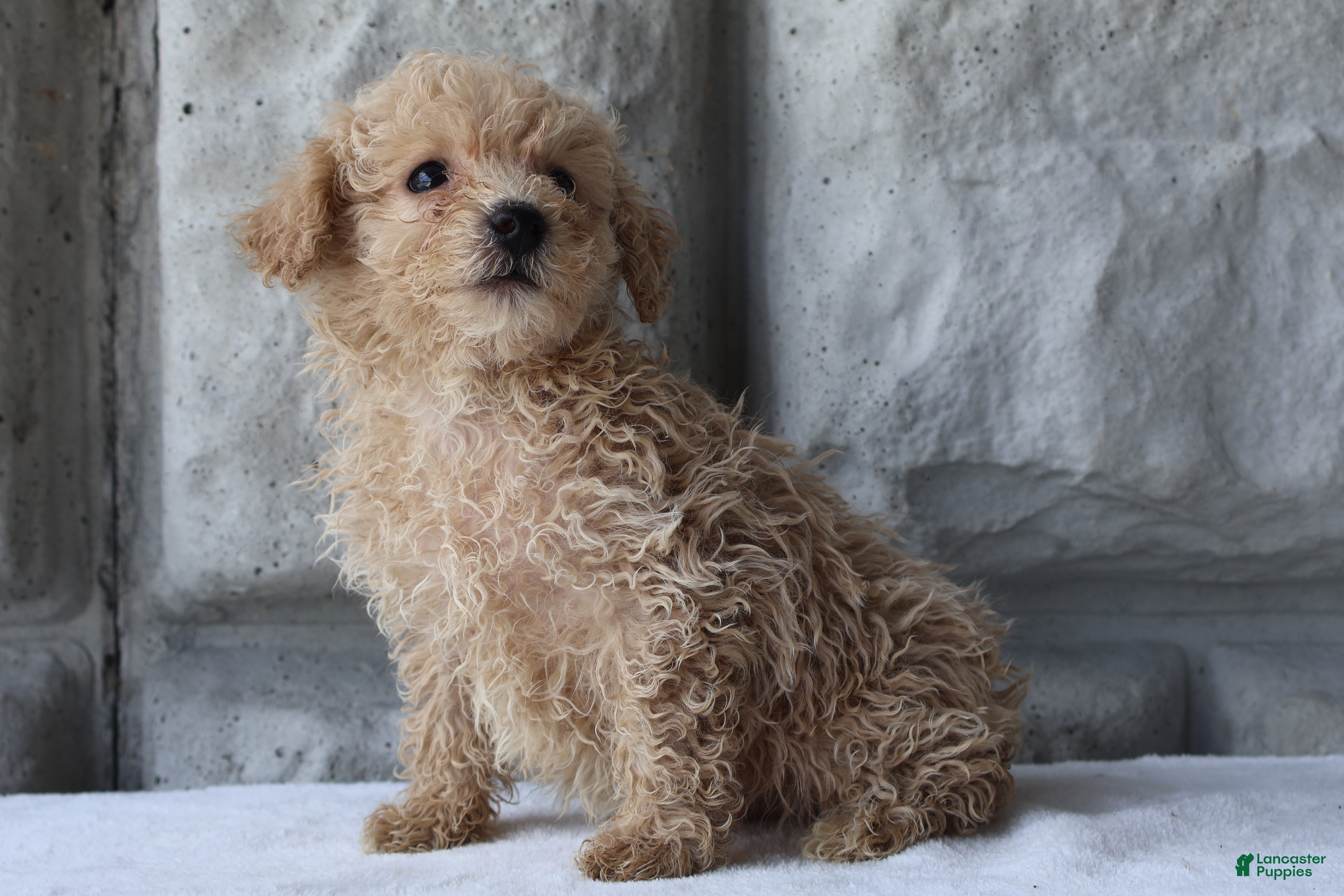 Bichpoo dogs Boomer - Ad 2