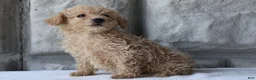 Bichpoo dogs for sale: Boomer - Ad 2