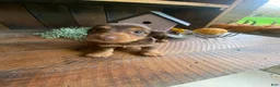 Miniature Dachshund dogs for sale: Reece - Ad 8