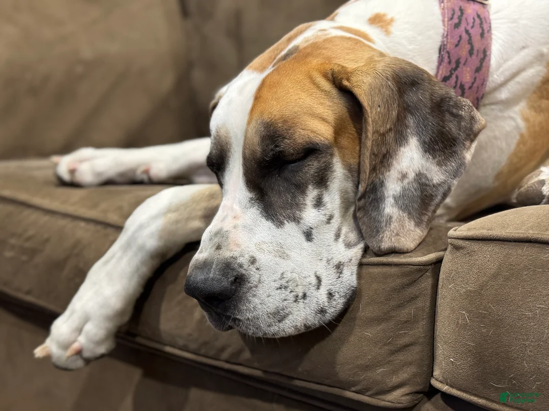 Great Dane dogs for sale: Tobie - Ad 28