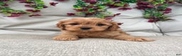 Cavapoo dogs for sale: Jasper - Ad 1