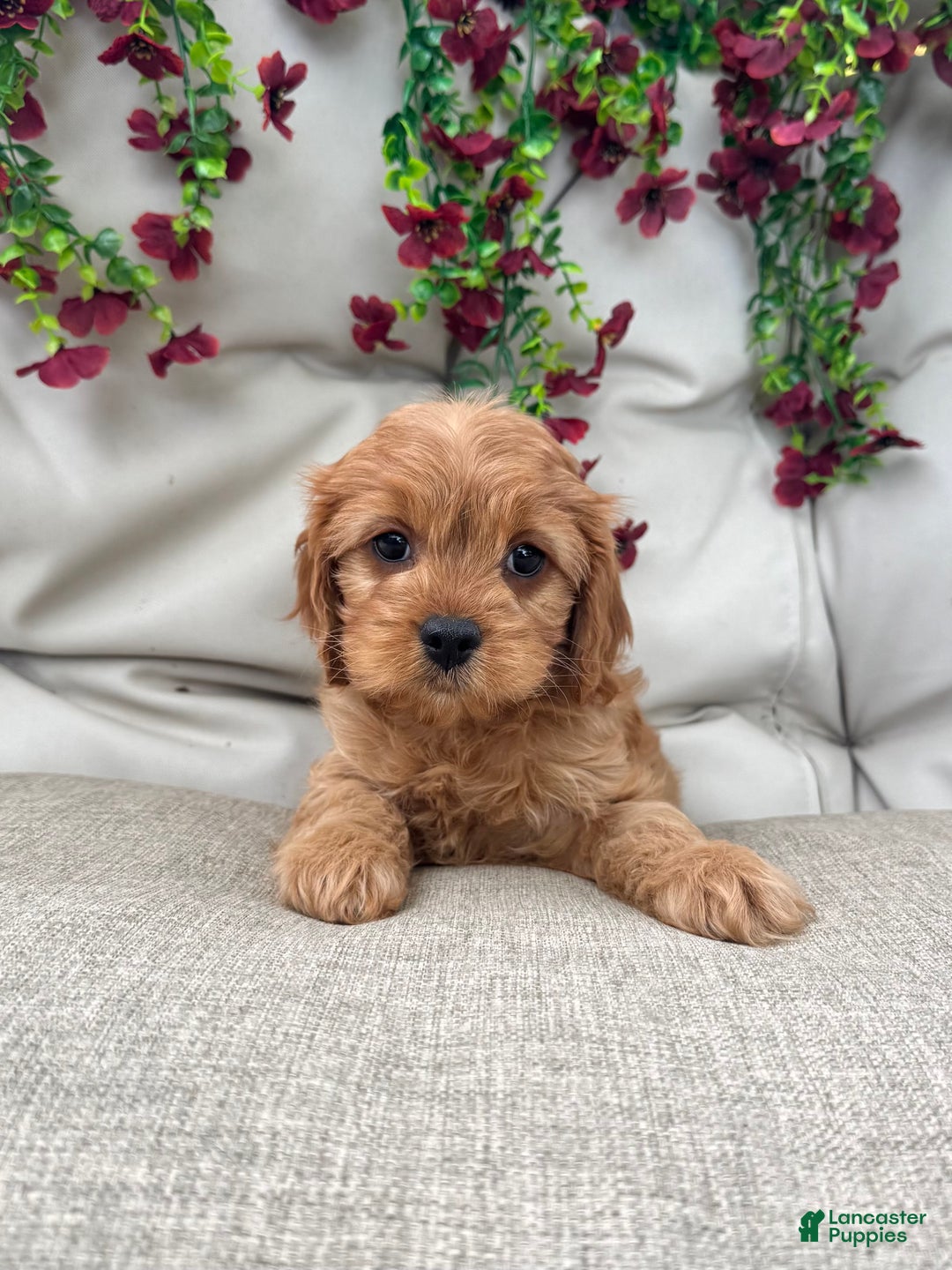 Cavapoo dogs for sale: Jasper - Ad 1