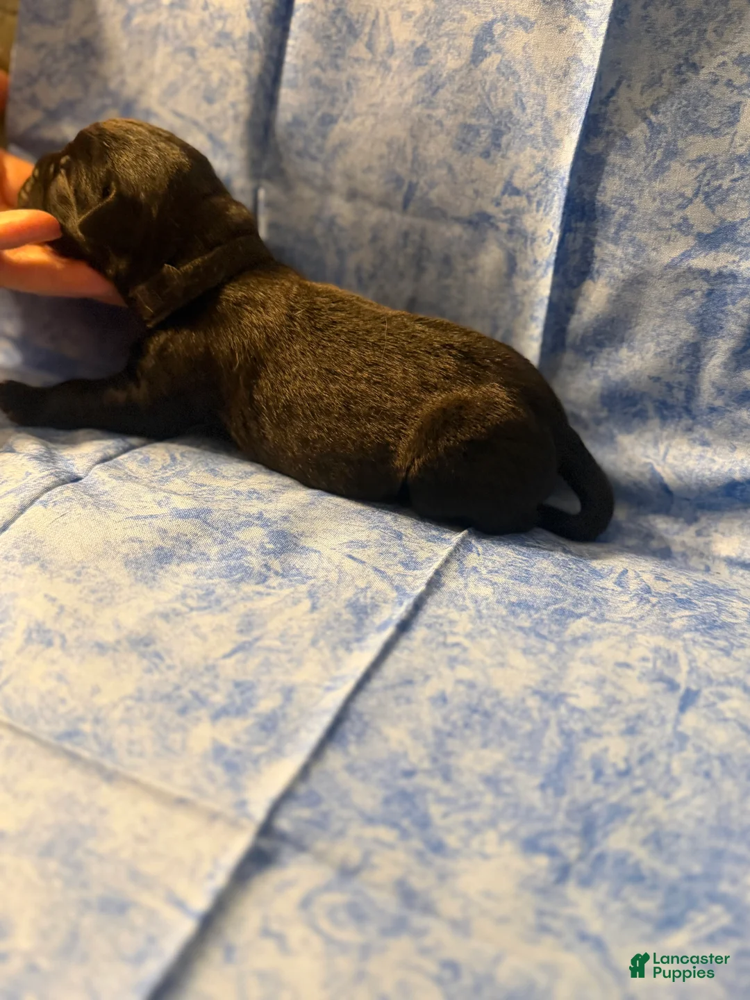 Cane Corso dogs for sale: Cane Corso Puppy 3 - Ad 2
