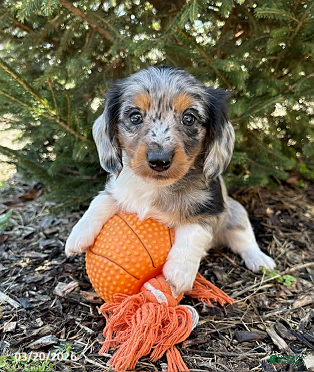 Dachshund dogs for sale: Vendo - Ad 1