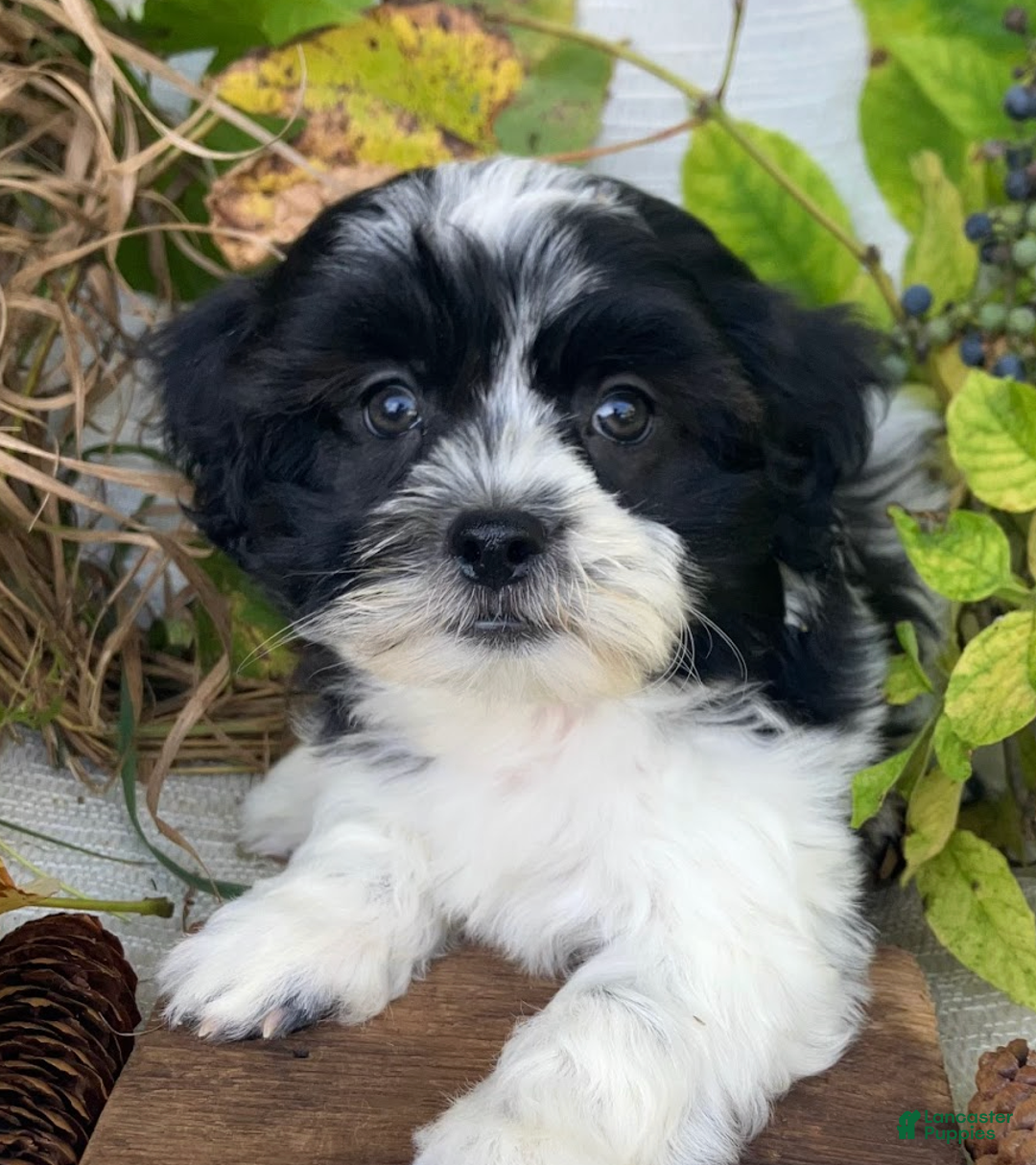 Teddy Bear dogs for sale: Skylar - Ad 1