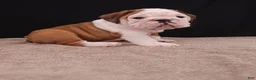English Bulldog dogs for sale: Bruno - Ad 8