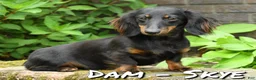 Miniature Dachshund dogs for sale: Leo - Ad 10