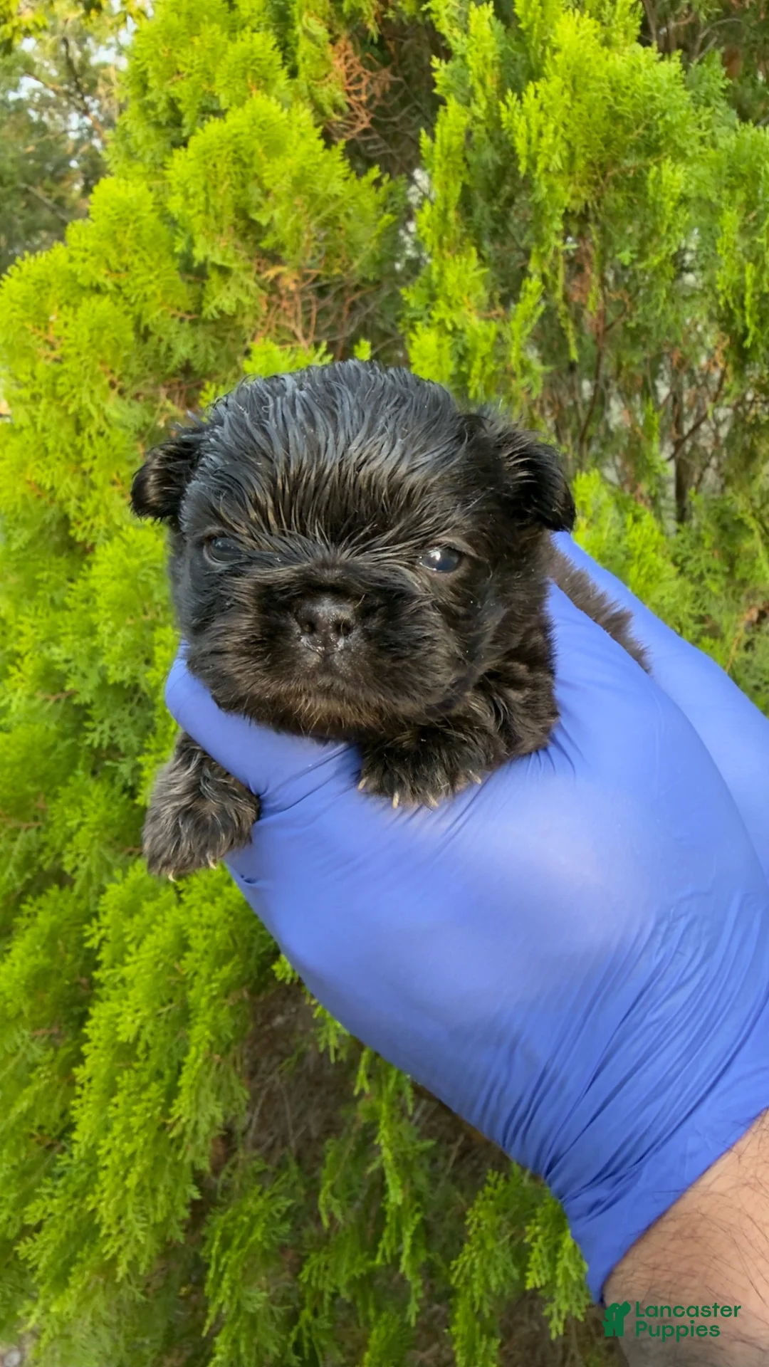 French Bulldog dogs for sale: Frenchie fluffy female - Ad 1