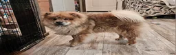 Chow Chow dogs for sale: CINNAMON CHOW CHOW M1 - Ad 4
