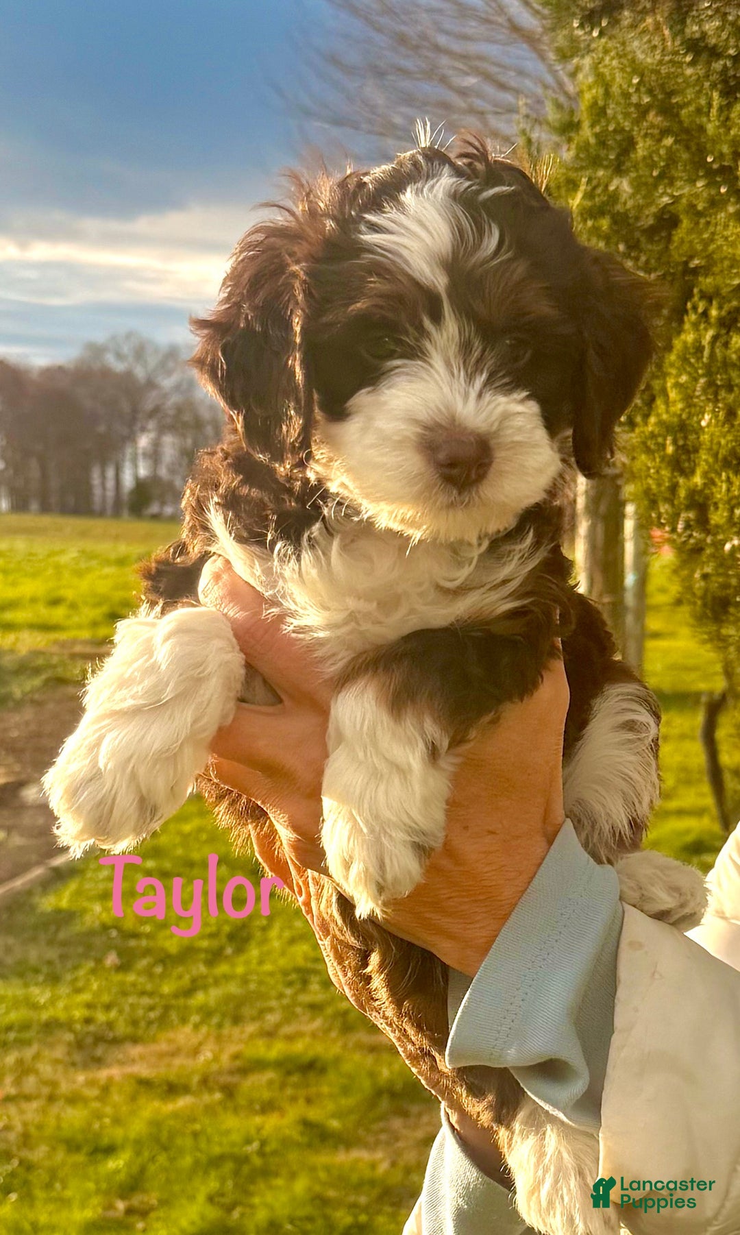 Mini Bernedoodle dogs for sale: Taylor - Ad 1