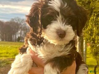 Mini Bernedoodle dogs Taylor - Ad 41
