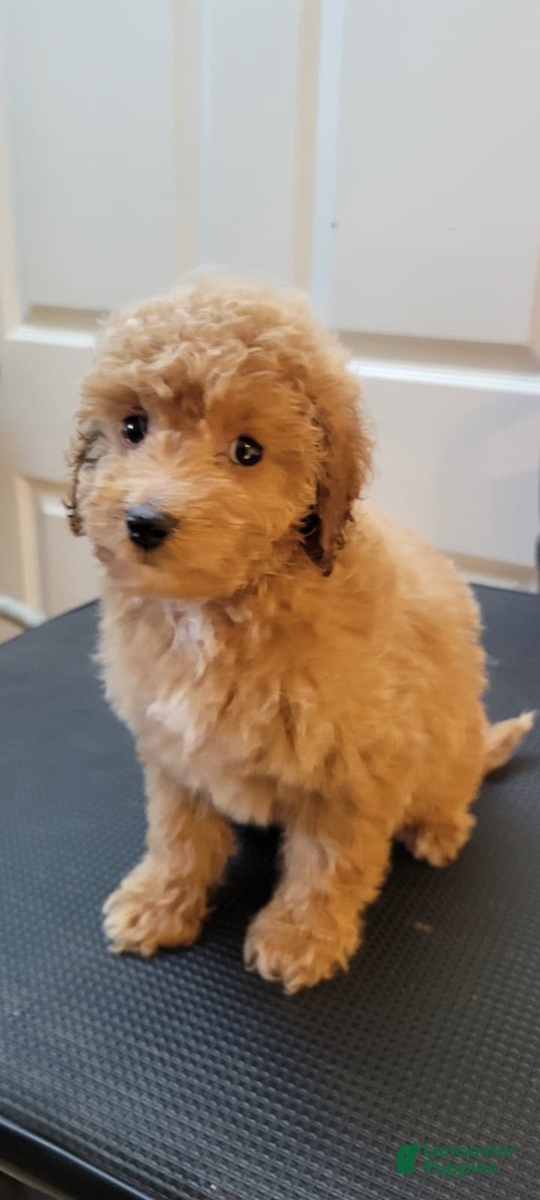Mini Goldendoodle dogs for sale: Mini Goldendoodle Puppy 3 - Ad 1