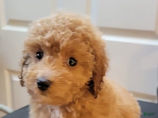 Mini Goldendoodle dogs Mini Goldendoodle Puppy 3 - Ad 21