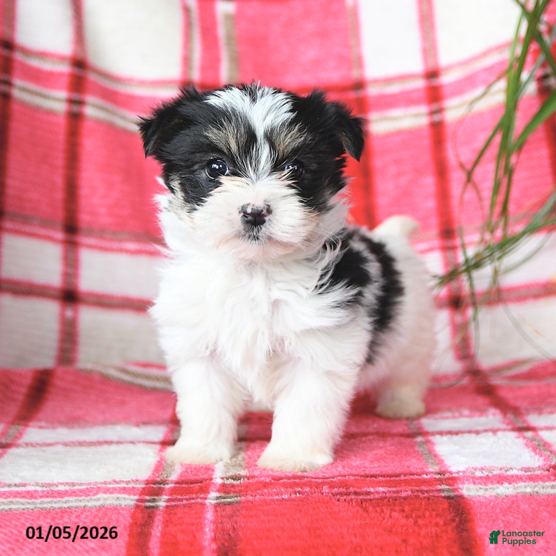 Morkie dogs for sale: Rocket - Ad 3