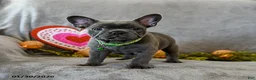 French Bulldog dogs for sale: Warrior - Ad 1