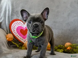 French Bulldog dogs Warrior - Ad 5
