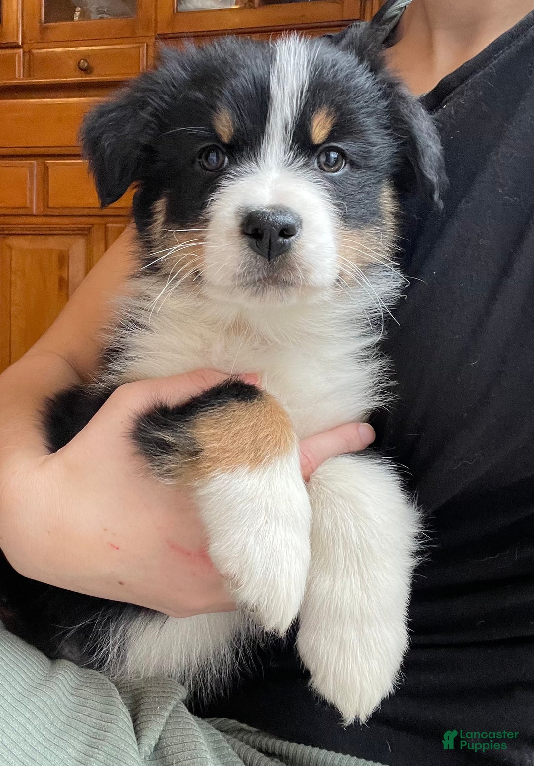 Australian Shepherd dogs for sale: Hero - Ad 7