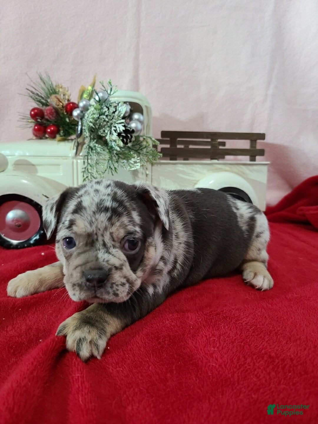 French Bulldog dogs for sale: Spotty - Ad 9