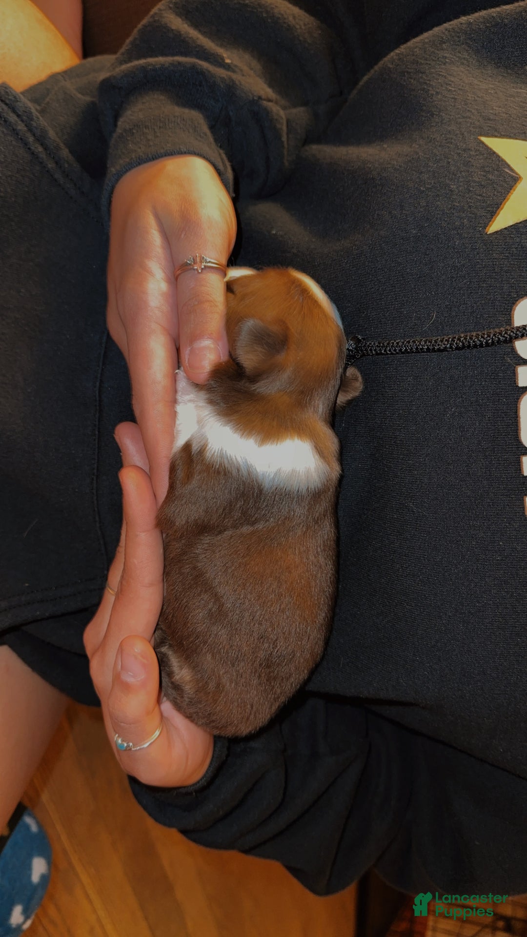 Chihuahua dogs for sale: Bronzy  - Ad 2