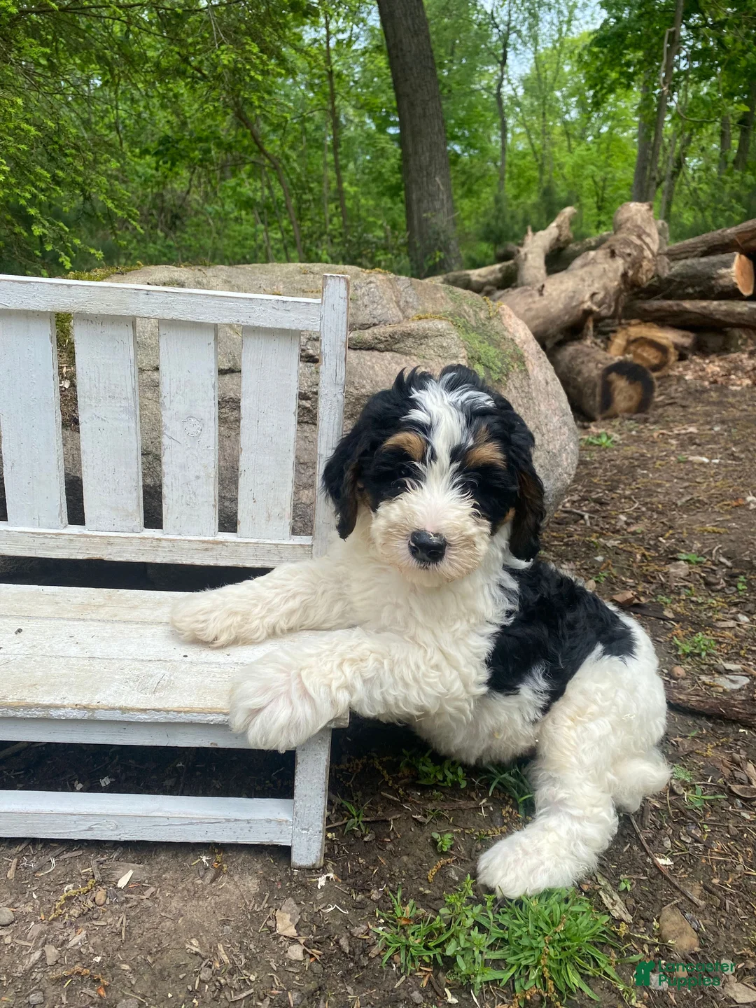 Bernedoodle dogs for sale: Scooby - Ad 13