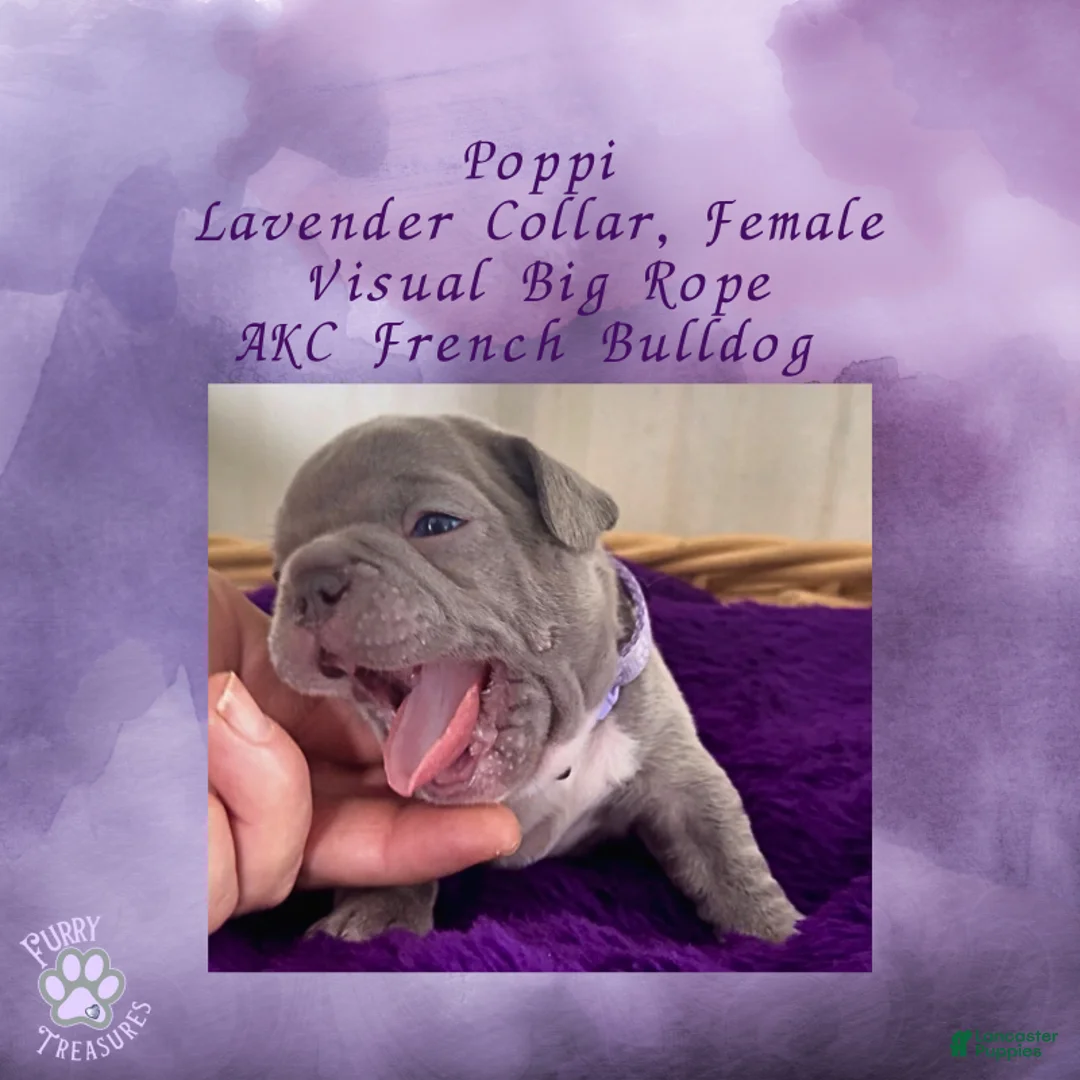 French Bulldog dogs for sale: Poppi “Lavender “ Collar, Female  - Ad 5