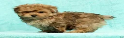 Pomapoo dogs for sale: Gavin - Ad 7