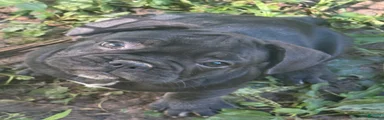 Ferdinand 