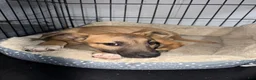 Belgian Malinois dogs for sale: Belgian Malinois 1 - Ad 3