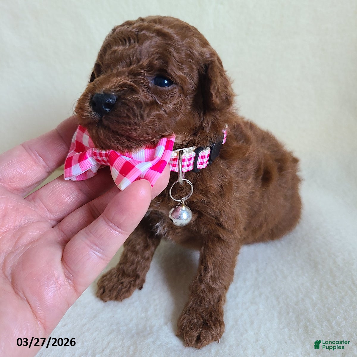 Miniature Poodle dogs Daffodil - Ad 2