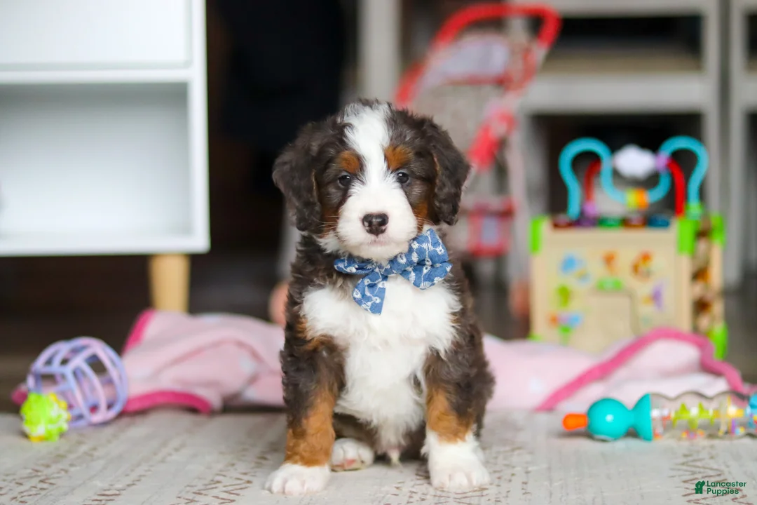 Mini Bernedoodle dogs for sale: Rubble - Ad 2