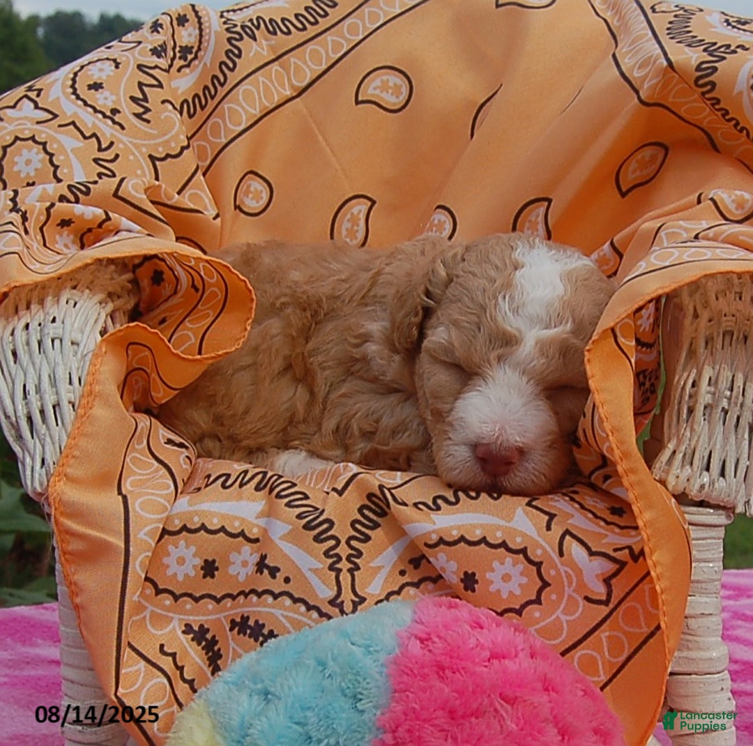 Toy Poodle dogs for sale: Blaze - Ad 14