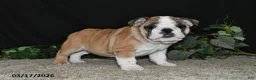 English Bulldog dogs for sale: Abby - Ad 4