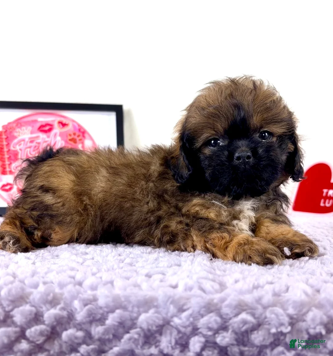 Shihpoo dogs for sale: Regina - Ad 6