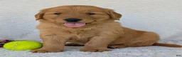 Golden Retriever dogs for sale: Parker - Ad 4