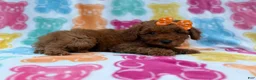 Cavapoo dogs for sale: Ansley - Ad 5