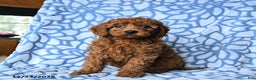 Mini Goldendoodle dogs for sale: Cindy - Ad 5