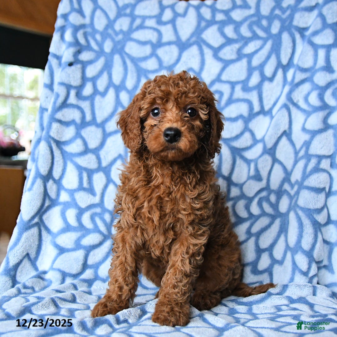 Mini Goldendoodle dogs for sale: Cindy - Ad 5
