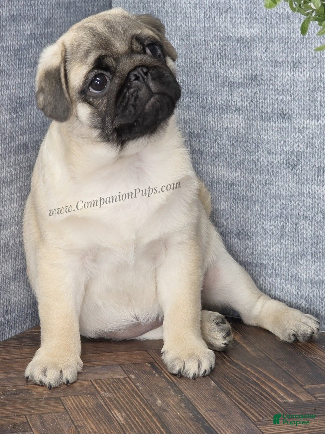 Pug dogs for sale: Best Friend for Life - Brady- Memoriable Christmas Puppy! - Ad 5