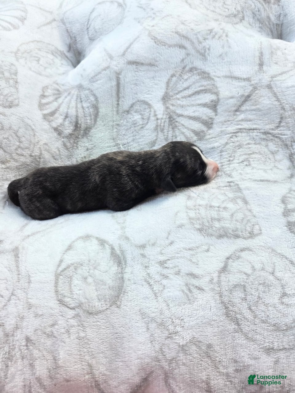 Whippet dogs Boy 6 - Ad 1