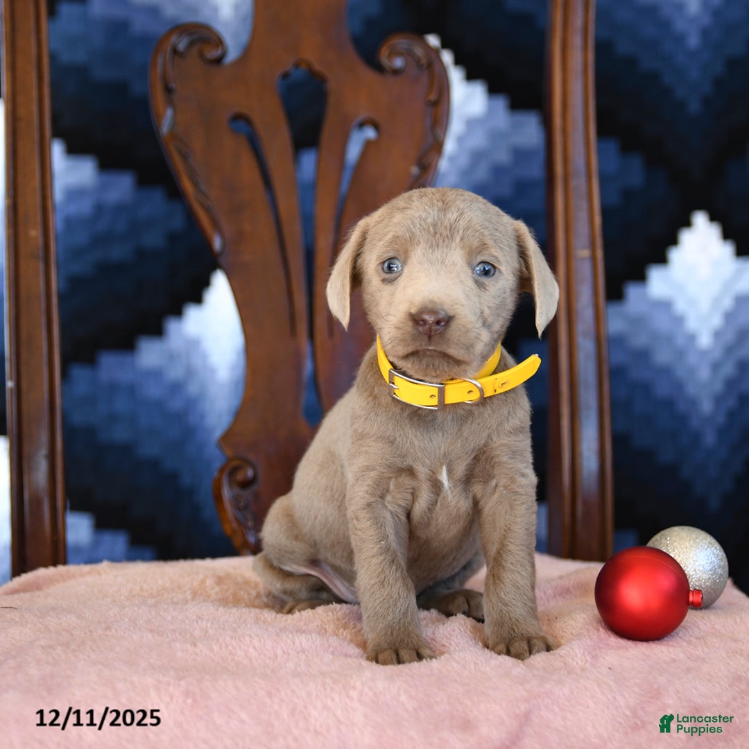 Labrador Retriever dogs for sale: Astro - Ad 1