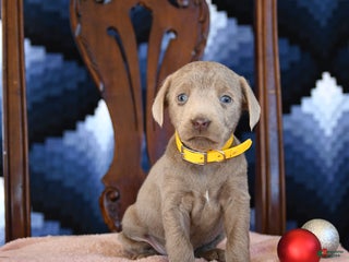 Labrador Retriever dogs Astro - Ad 9