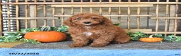 Mini Goldendoodle dogs for sale: Alma - Ad 1