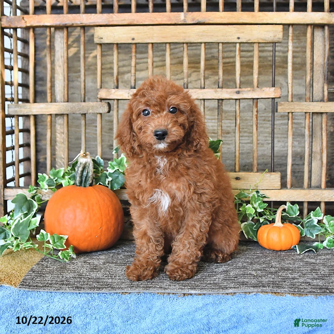 Mini Goldendoodle dogs for sale: Alma - Ad 1