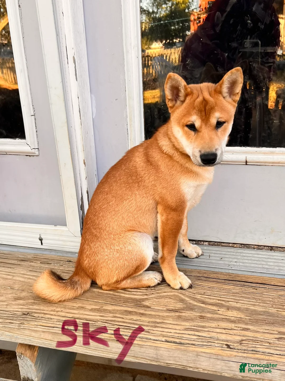 Shiba Inu dogs for sale: Sky - Ad 2